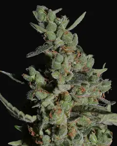 Rock Machine Auto