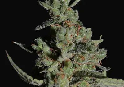 Rock Machine Auto
