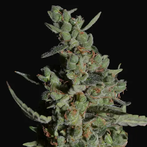 Rock Machine Auto