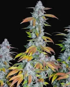 Romulan IX2 Regular