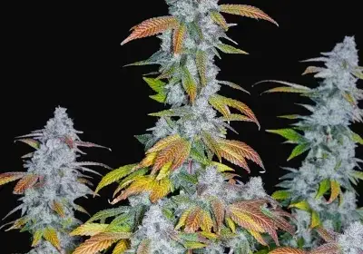 Romulan IX2 Regular
