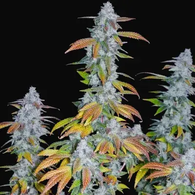 Romulan IX2 Regular
