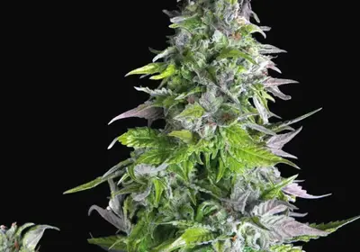 Romulan