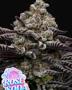 Rose Soda