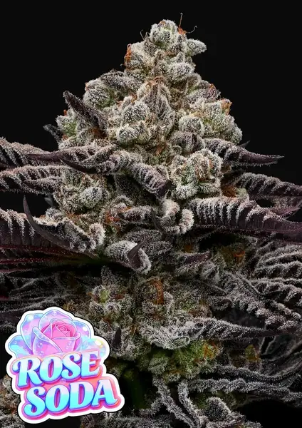 Rose Soda