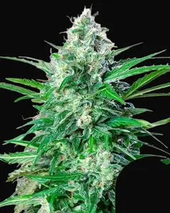 Royal AK Auto