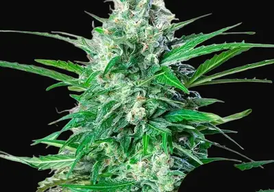 Royal AK Auto
