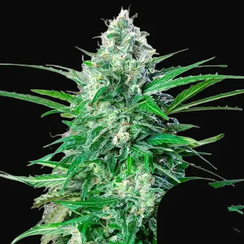 Royal AK Auto