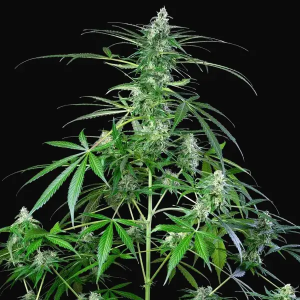 Royal AK Auto — zdjęcie 5