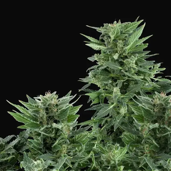 Royal AK Auto — zdjęcie 8