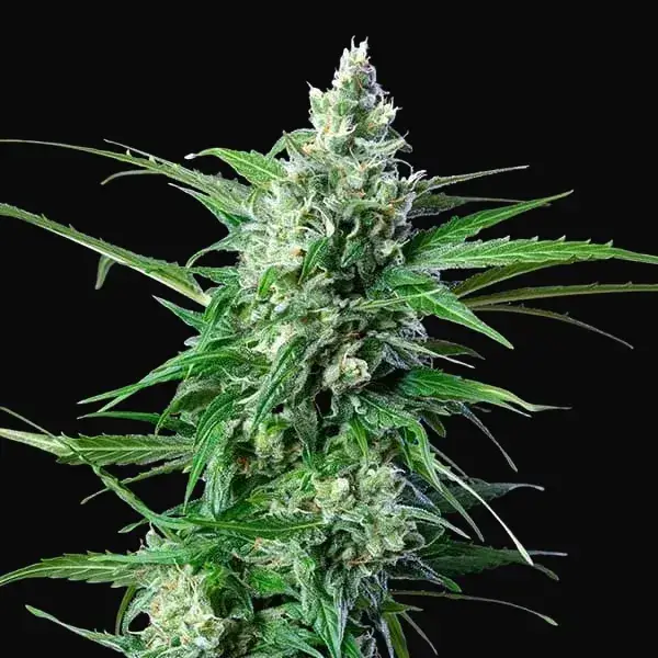 Royal AK Auto — zdjęcie 4