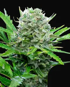 Royal Bluematic