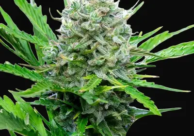 Royal Bluematic