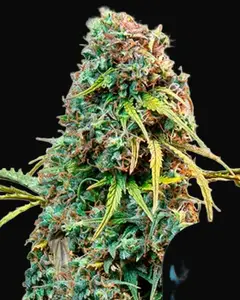 Royal CBDV Auto