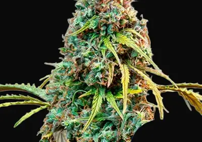 Royal CBDV Auto