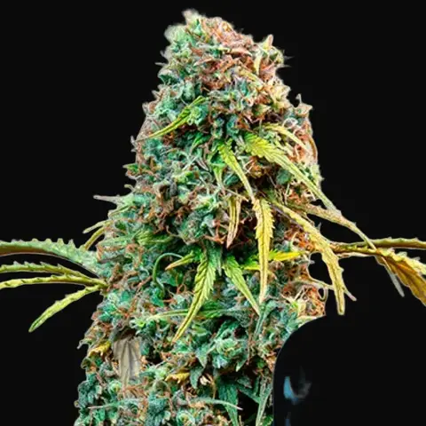 Royal CBDV Auto