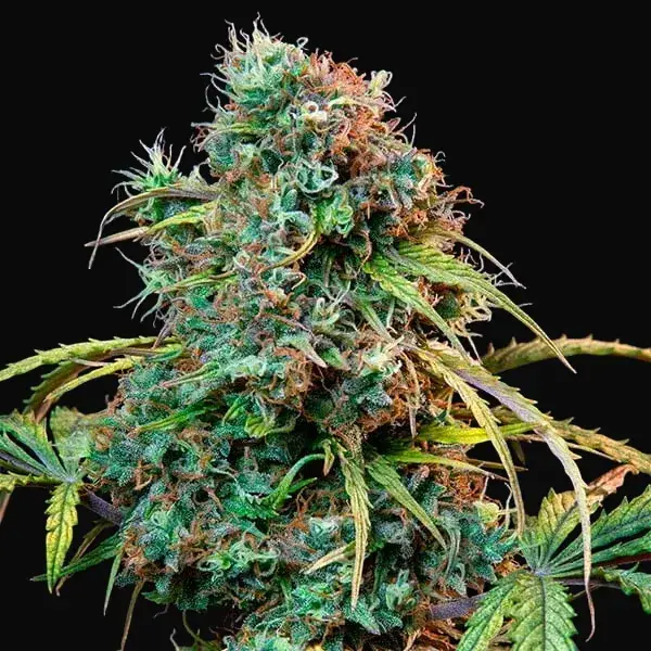 Royal CBDV Auto — zdjęcie 6