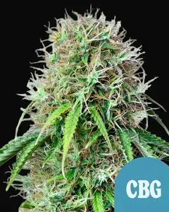 Royal CBG Auto