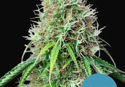 Royal CBG Auto