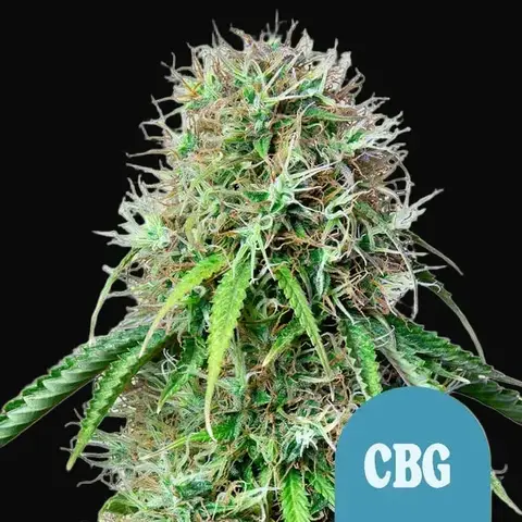 Royal CBG Auto