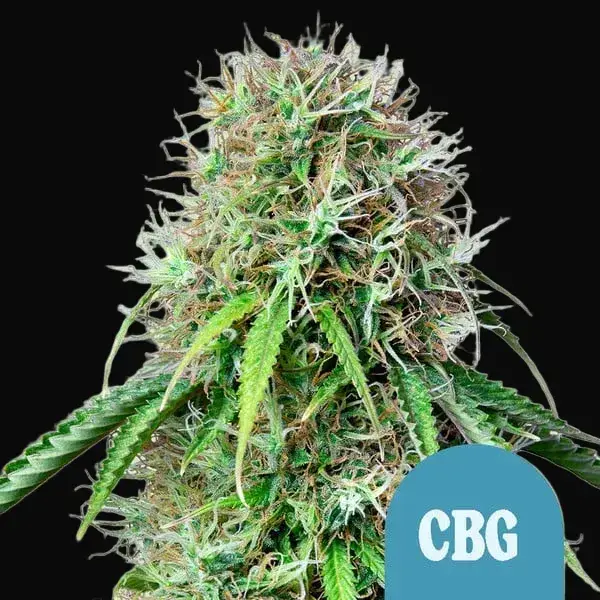Royal CBG Auto