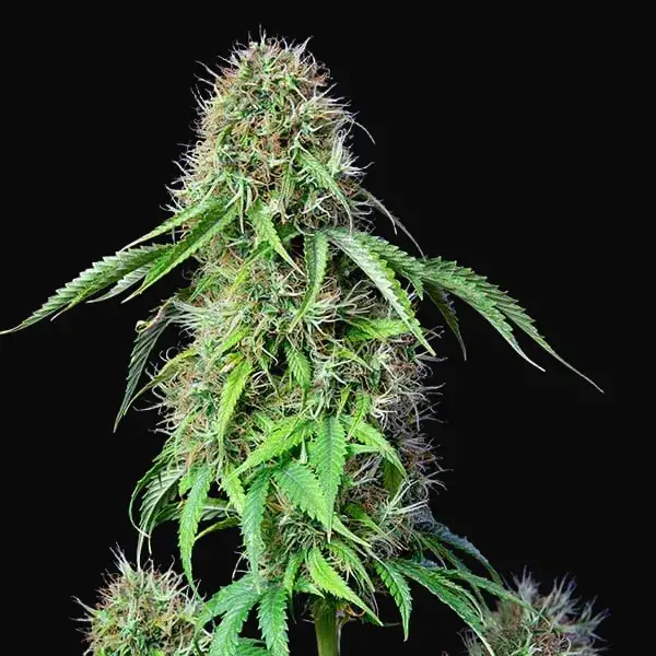 Royal CBG Auto — zdjęcie 2
