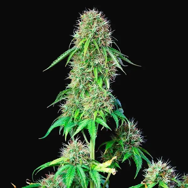 Royal CBG Auto — zdjęcie 3