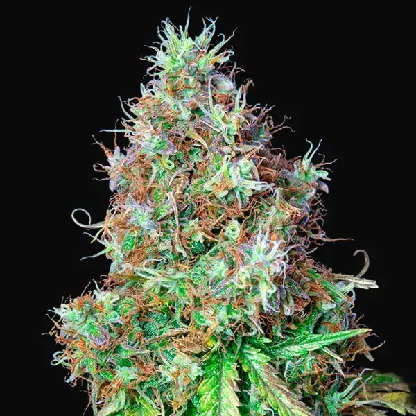 Royal CBG Auto — zdjęcie 6