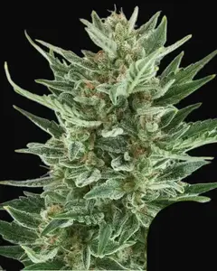 Royal Cheese Auto