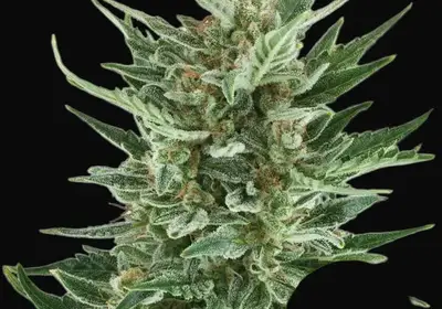 Royal Cheese Auto
