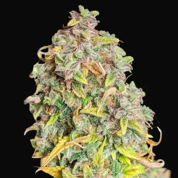 Royal Cheese Auto — zdjęcie 4