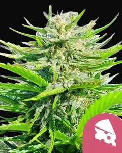 Royal Cheese (Fast Flowering)