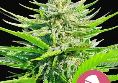 Royal Cheese (Fast Flowering)