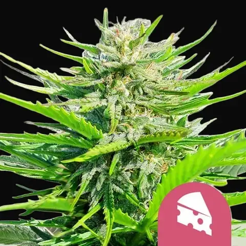 Royal Cheese (Fast Flowering)