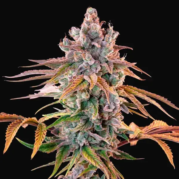 Royal Cheese (Fast Flowering) — zdjęcie 4