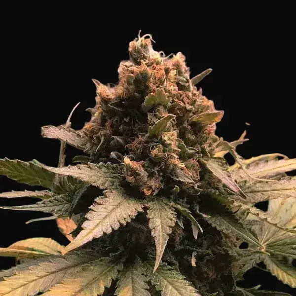 Royal Cheese (Fast Flowering) — zdjęcie 3