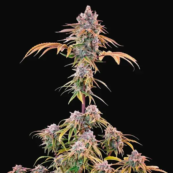 Royal Cheese (Fast Flowering) — zdjęcie 6