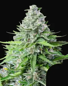Royal Cookies Auto