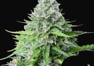 Royal Cookies Auto
