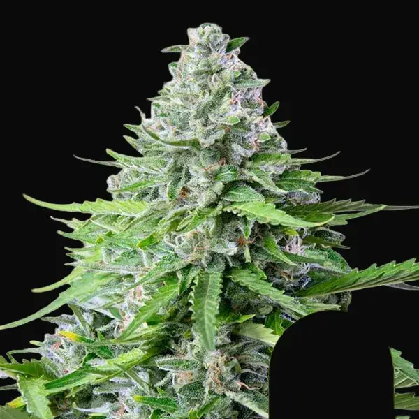 Royal Cookies Auto