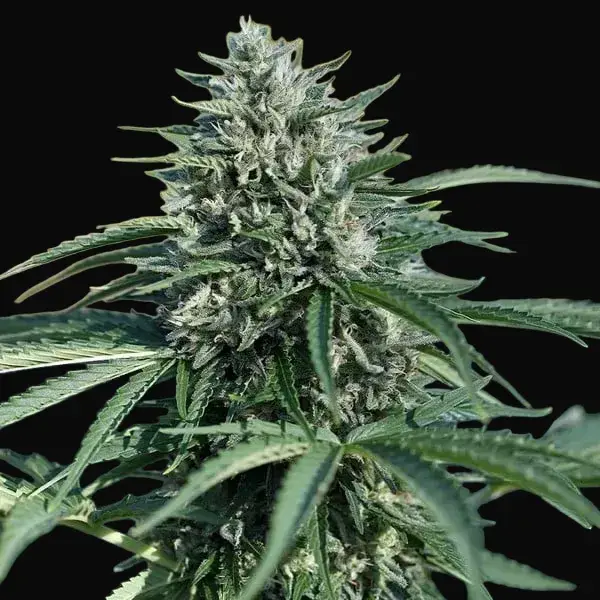 Royal Cookies Auto — zdjęcie 5
