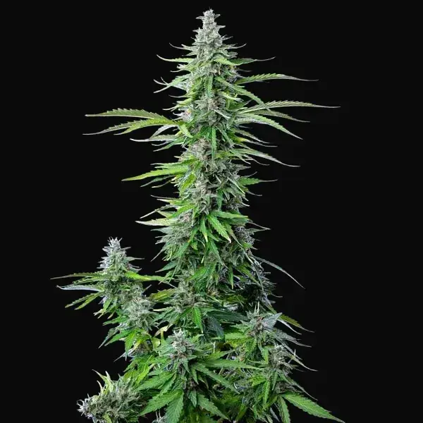 Royal Cookies Auto — zdjęcie 6