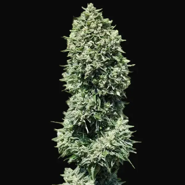 Royal Cookies Auto — zdjęcie 8