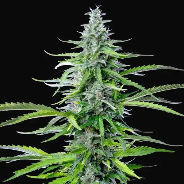 Royal Cookies Auto — zdjęcie 4