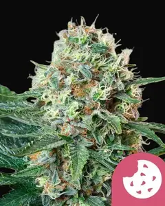 Royal Cookies