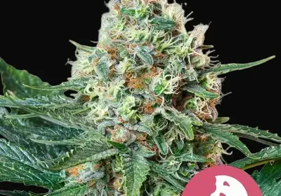 Royal Cookies
