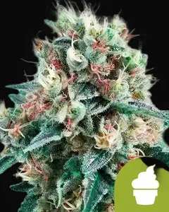 Royal Creamatic