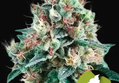 Royal Creamatic