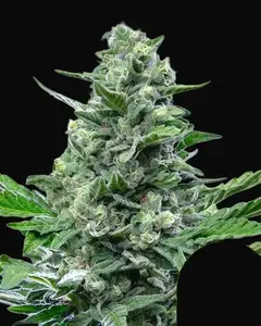 Royal Critical Auto