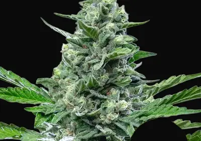 Royal Critical Auto